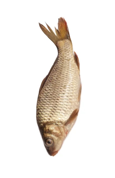 Big carp isolated on white background — Stock Photo, Image