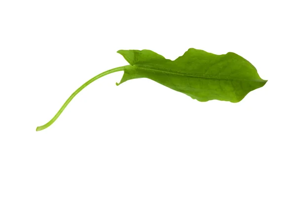 Fresh sorrel isolated on white background — Stock Photo, Image