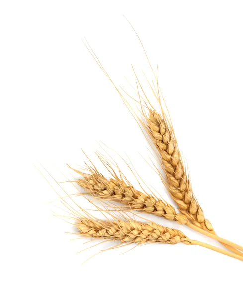 Сніп із сушених вух кукурудзи ізольовано на білому — стокове фото