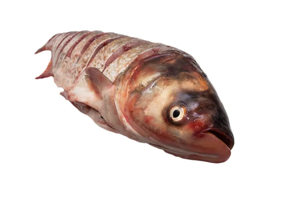 Carp of cuts on a white background — Stock Photo, Image