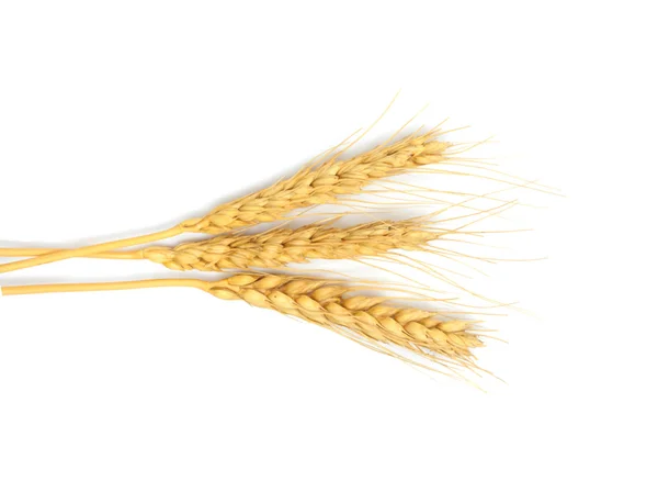 Snop suszonych Kłosów kukurydzy na białym tle — Zdjęcie stockowe