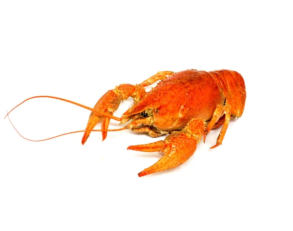 A large cooked red lobster over white — Stock Photo, Image