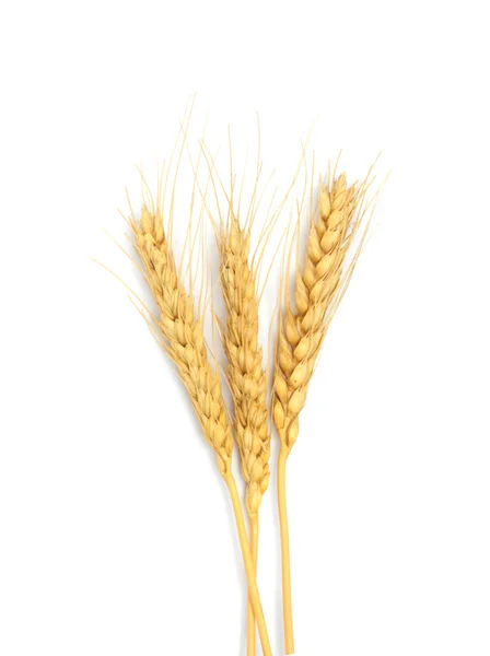 Сніп із сушених вух кукурудзи ізольовано на білому — стокове фото