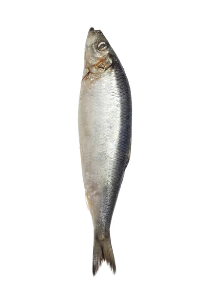 Beyaz zemin üzerine salamura ringa balığı — Stok fotoğraf