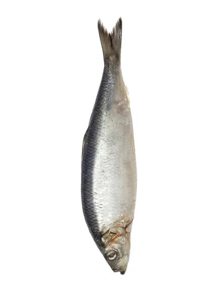Beyaz zemin üzerine salamura ringa balığı — Stok fotoğraf