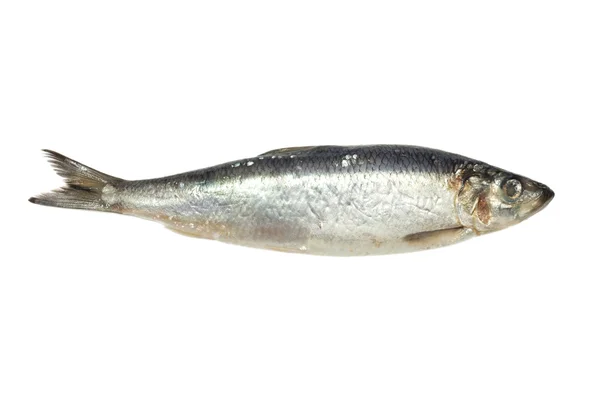 Salted herring on white background — Stock Photo, Image