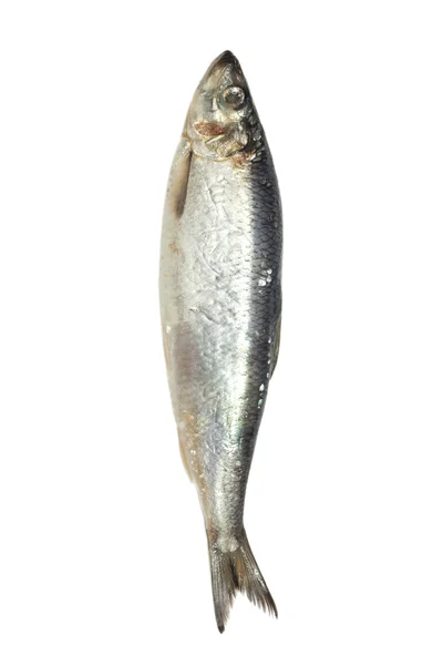 Salted herring on white background — Stock Photo, Image