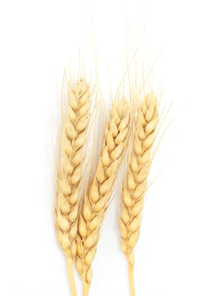 Spike pšenice, izolované — Stock fotografie