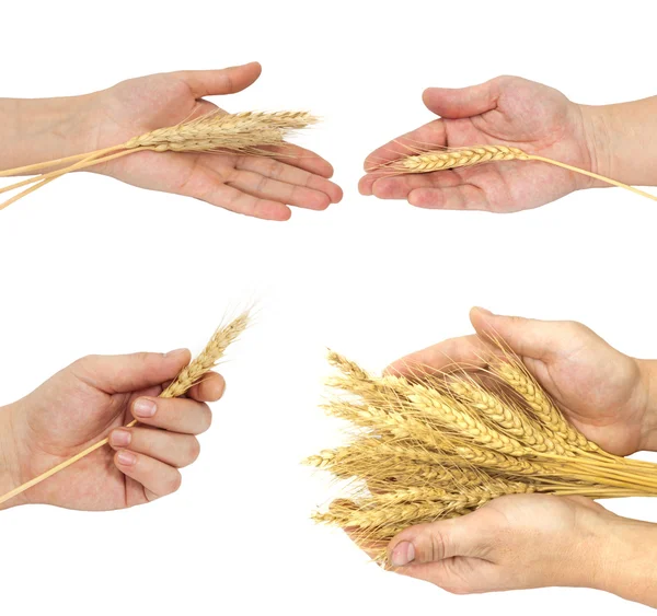 Рукав пшеницы — стоковое фото