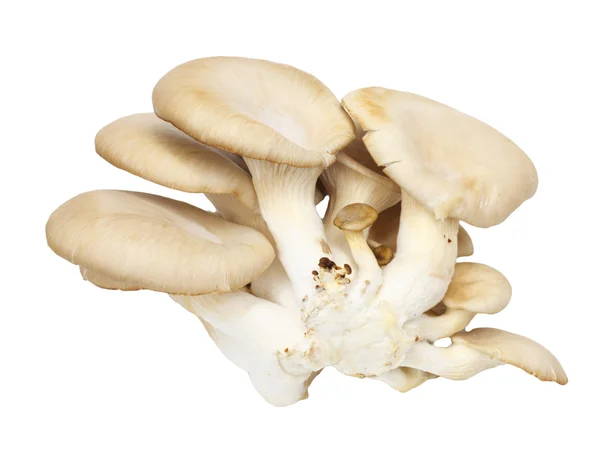 Austernpilze auf weißem Hintergrund — Stockfoto