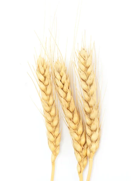Spike of wheat isolated — Stock Photo, Image