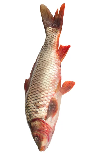 하얀 배경에 고립되어 있는 커다란 잉어 — 스톡 사진