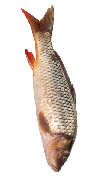 하얀 배경에 고립되어 있는 커다란 잉어 — 스톡 사진