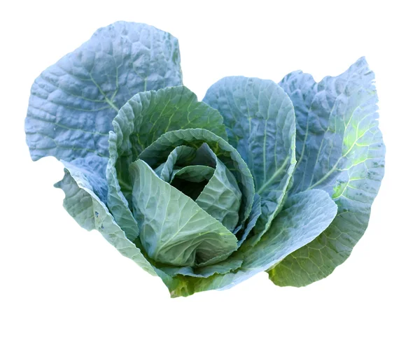 Cabbage head growing on the vegetable bed — Stock Photo, Image