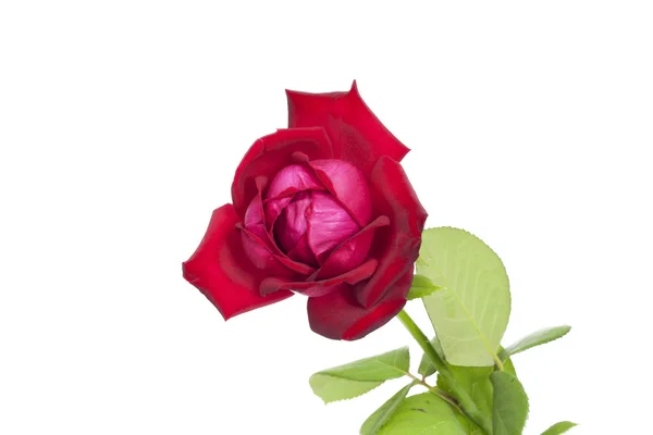 Rote Rose isoliert auf weißem Hintergrund — Stockfoto