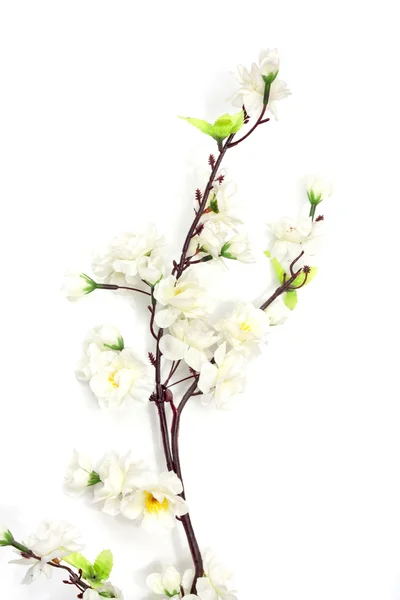 Flor de cerezo de primavera sobre el fondo blanco —  Fotos de Stock