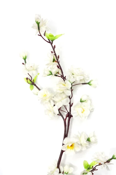 Spring cherry blossom on the white background — Stock Photo, Image