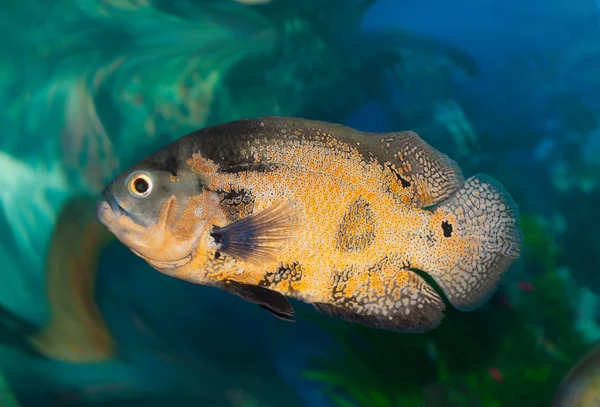 Пятнистая рыба-триггер плавает в аквариуме — стоковое фото