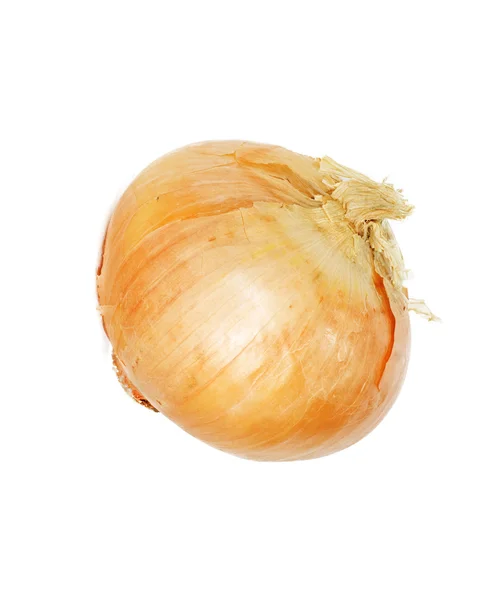 Einzelne Zwiebelzwiebel isoliert auf weißem Hintergrund — Stockfoto