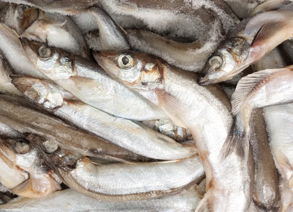 Vissen in ijs op de markt — Stockfoto