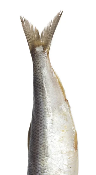 Beyaz zemin üzerine kuyruk tuzlu ringa balığı — Stok fotoğraf
