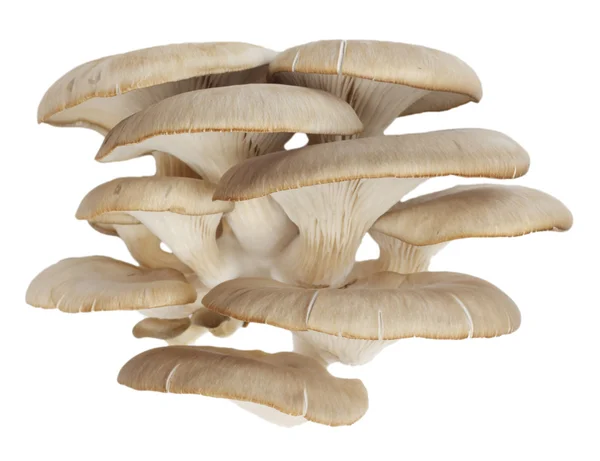 흰 배경에 있는 굴 버섯 — 스톡 사진