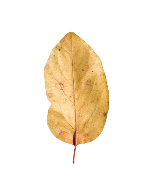 Желтые осенние листья на белом фоне — стоковое фото