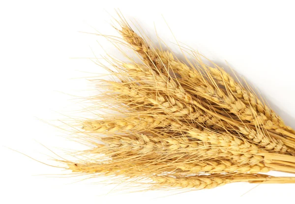 Beyaz izole buğday demeti — Stok fotoğraf