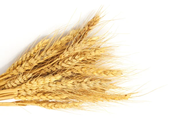 Пучок пшениці ізольований на білому — стокове фото