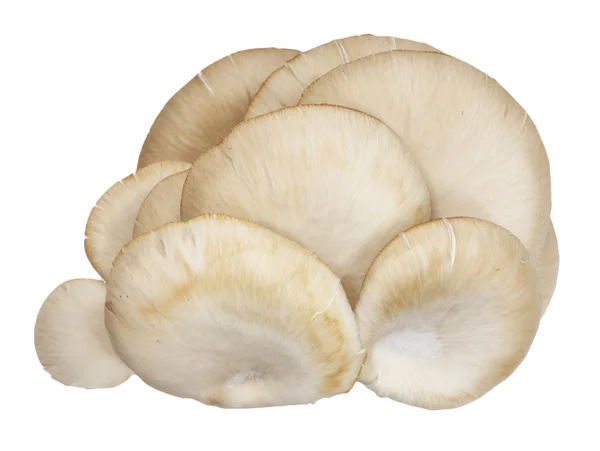 Oyster mushrooms on a white background — Stock Photo, Image
