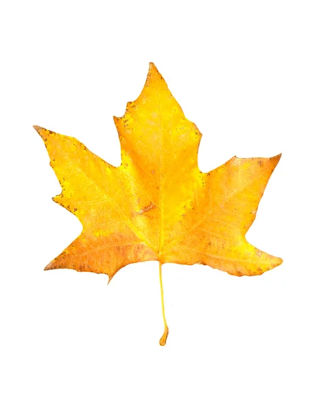 Schöne Herbst Ahornblatt isoliert auf weißem Hintergrund — Stockfoto