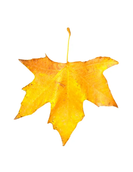 Beautiful autumn maple leaf isolated on white background — Stock Photo, Image