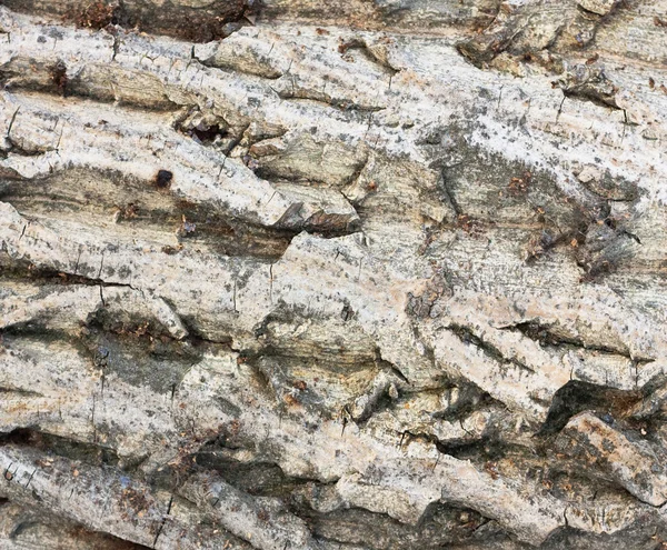 Corteza de textura de árbol — Foto de Stock