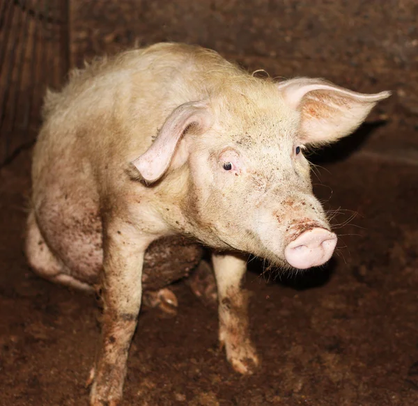 关闭在中国的一个农场中的小猪 — 图库照片