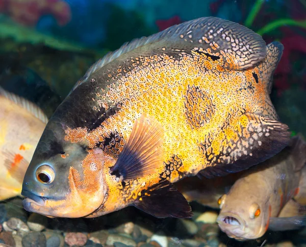 Spotty plus grands triggerfish flotte dans un aquarium — Photo