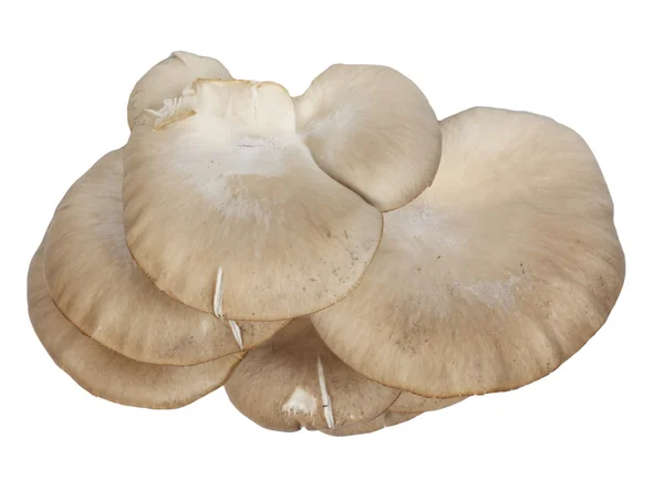 Funghi di ostrica su uno sfondo bianco — Foto Stock