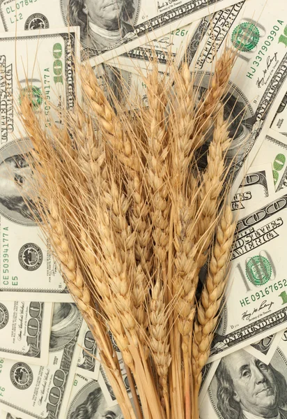 Weizen und Dollar-Banknote in Nahaufnahme — Stockfoto