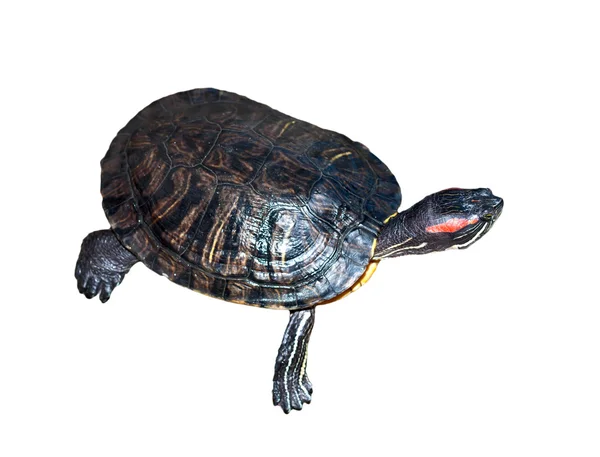 stock image Pond terrapin close-up on a white background