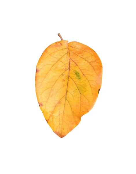 Folhas de outono amarelas em um fundo branco — Fotografia de Stock