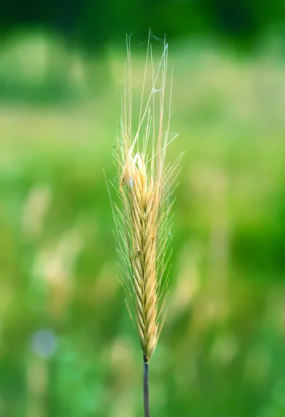 An ear of wheat on a green background — Stock Photo, Image