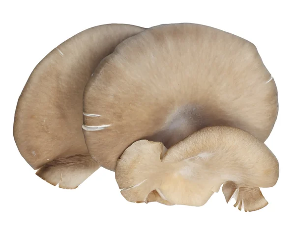 Cogumelos ostra em um fundo branco — Fotografia de Stock
