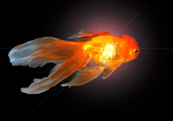 Un bellissimo, grazioso pesce rosso che nuota nell'acqua — Foto Stock