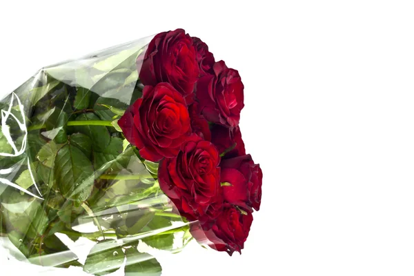 Красивые красные розы на белом фоне с пространством для копирования . — стоковое фото