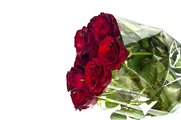 Hermosas rosas rojas sobre un fondo blanco con espacio para copiar . —  Fotos de Stock