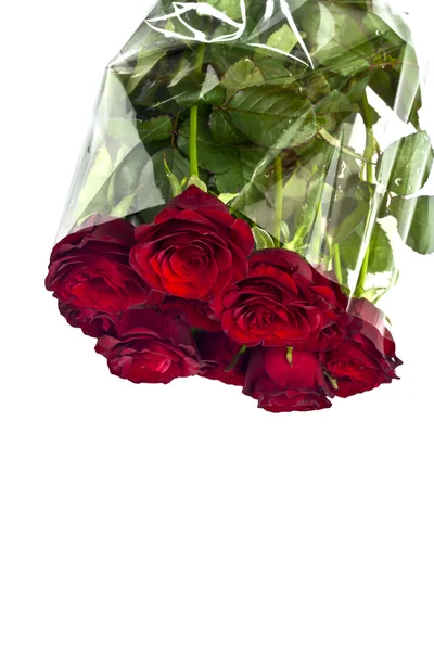 Krásné červené růže na bílém pozadí s prostorem pro uložení kopie. — Stock fotografie