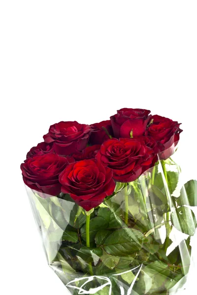 Красивые красные розы на белом фоне с пространством для копирования . — стоковое фото