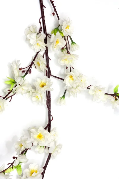 Flor de cereja primavera no fundo branco — Fotografia de Stock