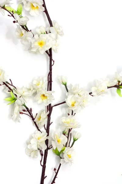 Flor de cereja primavera no fundo branco — Fotografia de Stock