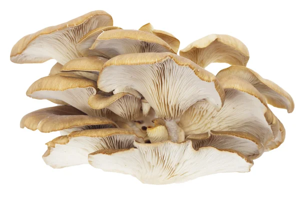 stock image Oyster mushrooms on a white background