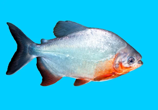 Piranha vis in het water met uitknippad — Stockfoto